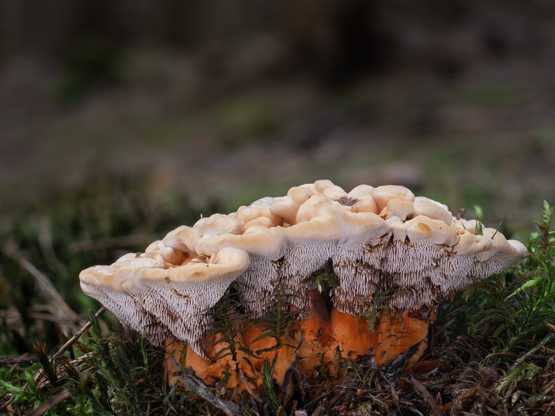 Hydnellum floriforme